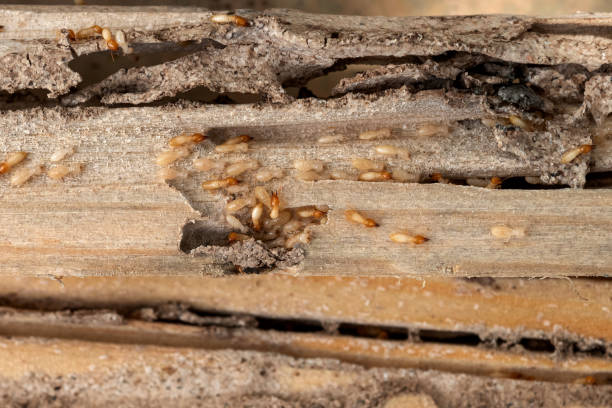 Best Wildlife Control Services  in South Whittier, CA