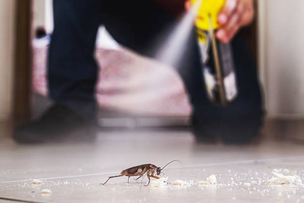 Best Insect Control  in South Whittier, CA